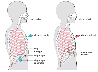 Diaphragmatic Breathing Exercise And Patterned Electrical Neuromuscular 